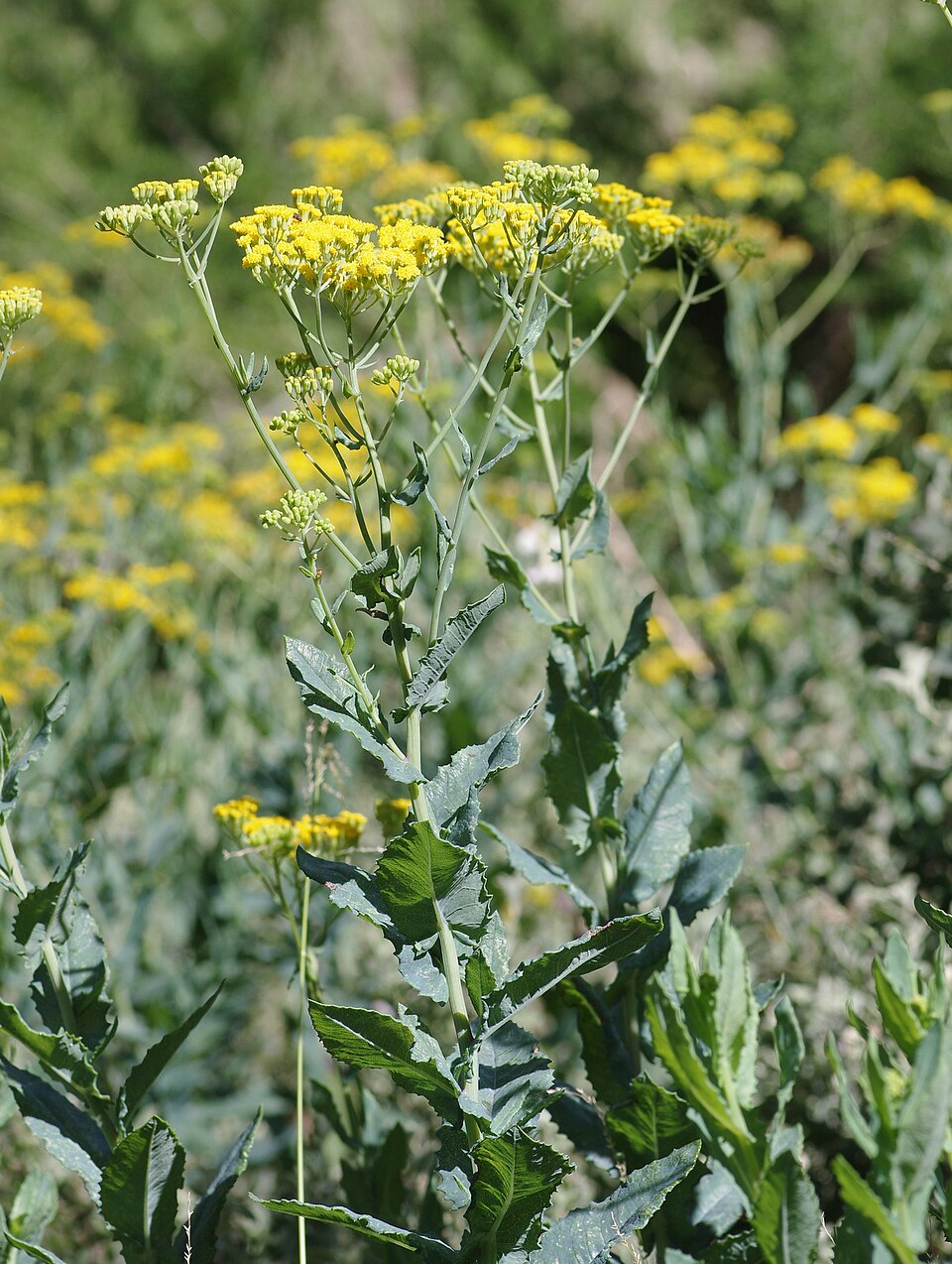 Senecio odoratus (Scented Groundsel) (alternate view 6)