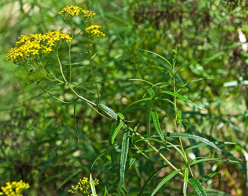 Senecio linearifolius (fireweed groundsel) (alternate view 7)