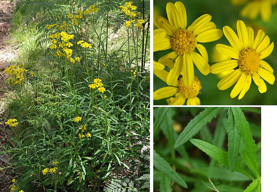 Senecio linearifolius (fireweed groundsel) (alternate view 8)