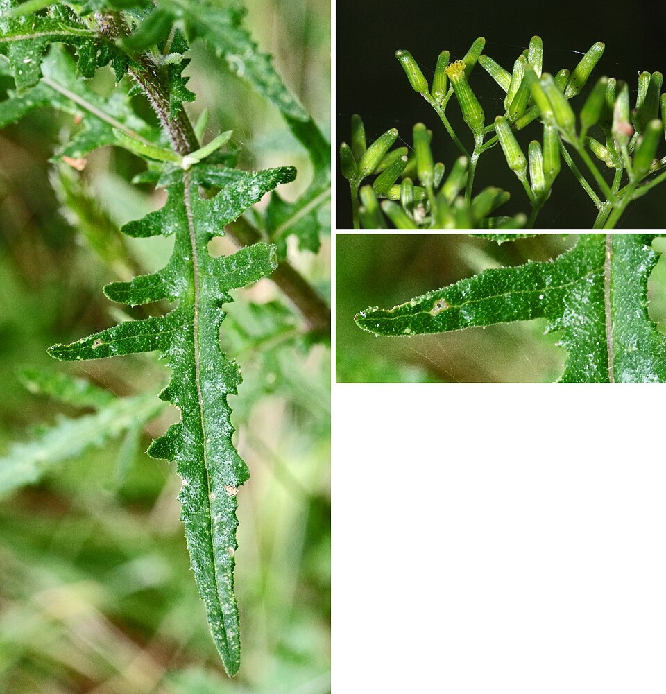 Senecio hispidulus (Hill Fireweed) (alternate view 9)