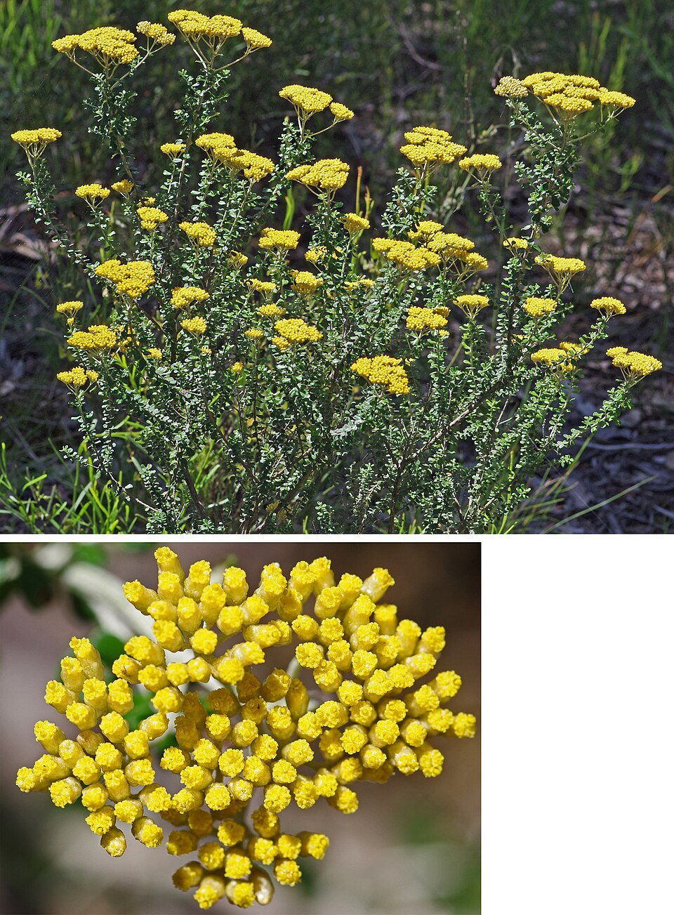 Ozothamnus obcordatus (Grey Everlasting) (alternate view 7)