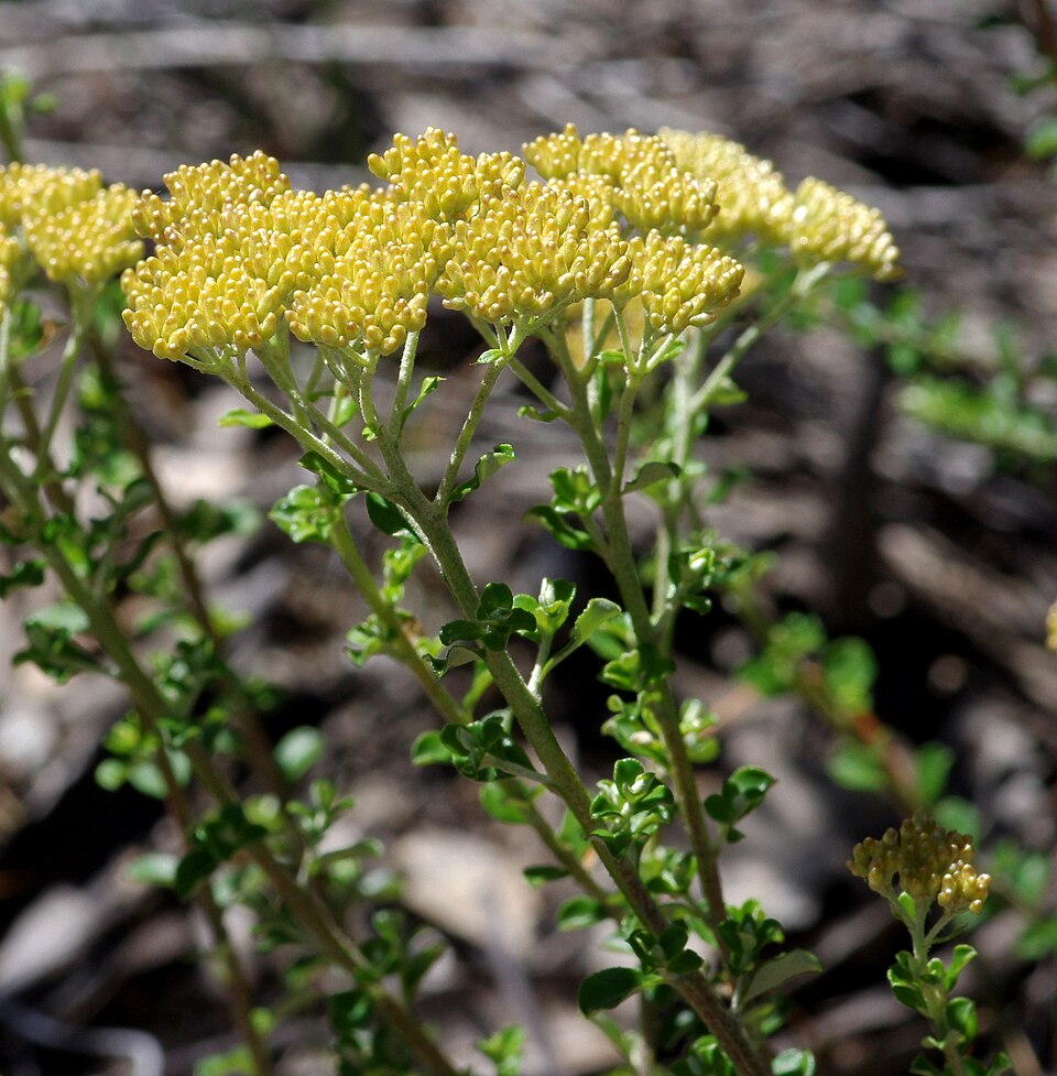 Ozothamnus obcordatus (Grey Everlasting) (alternate view 8)