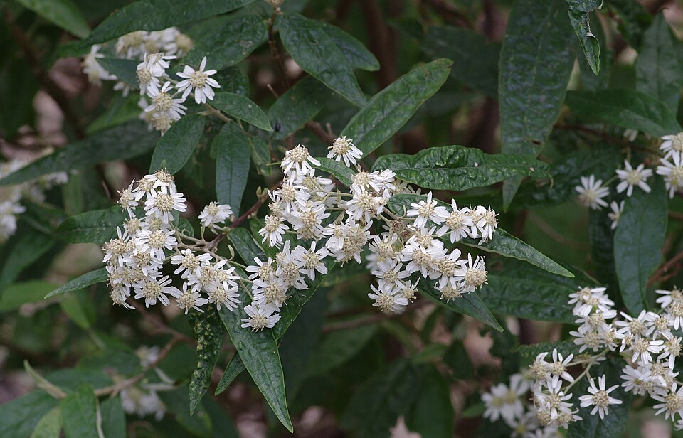 Olearia lirata (snowy daisy-bush) (alternate view 3)