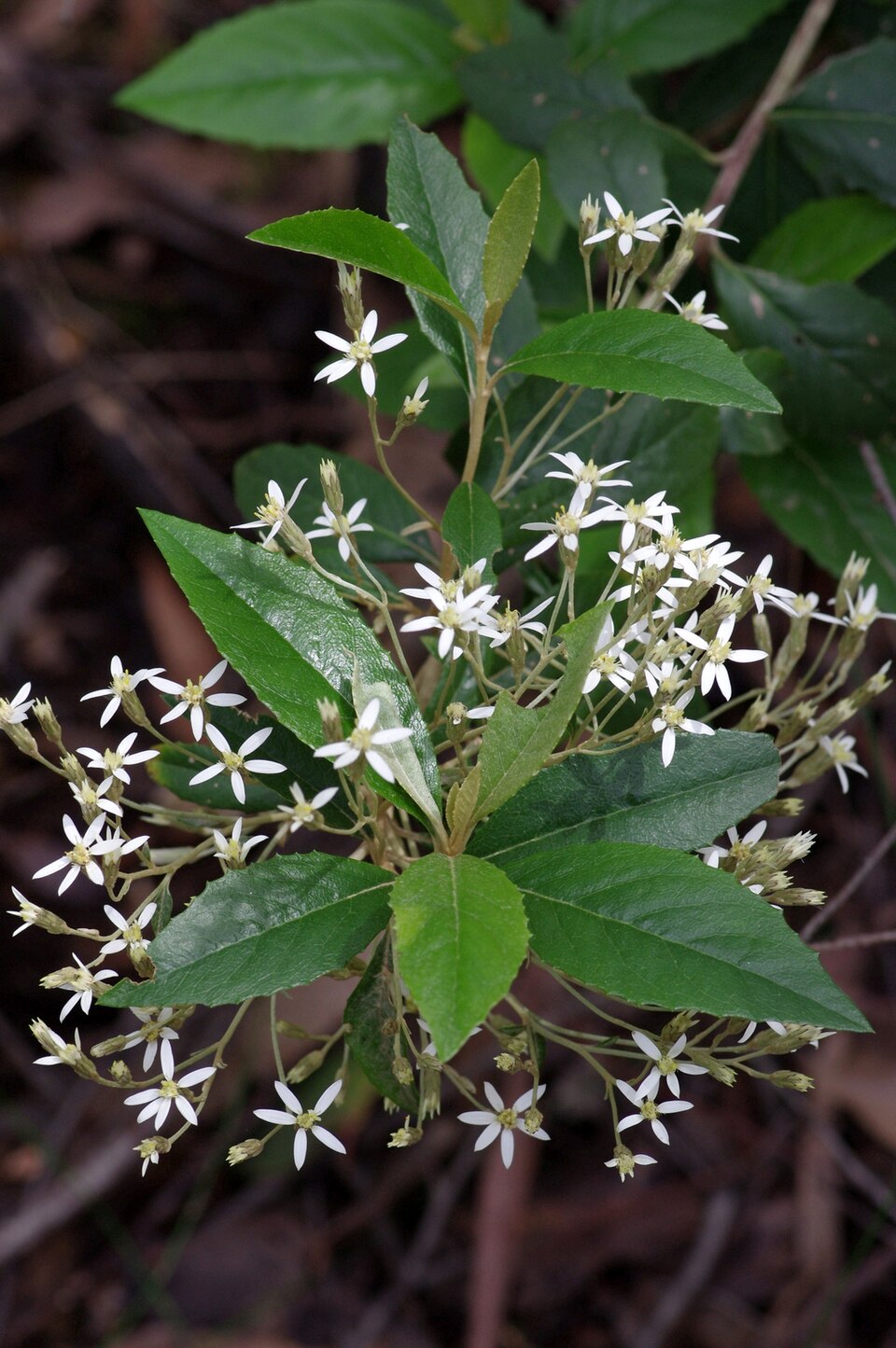 Olearia argophylla (musk daisy-bush) (alternate view 7)