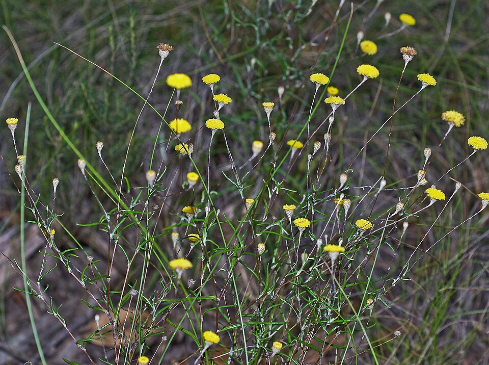 Leptorhynchos tenuifolius (Wiry Buttons) (alternate view 6)