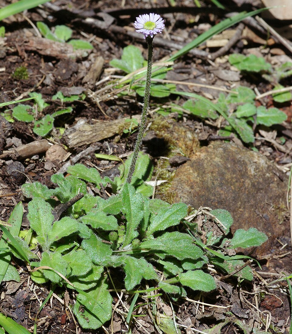 Lagenophora stipitata (Blue Bottle-daisy) (alternate view 6)
