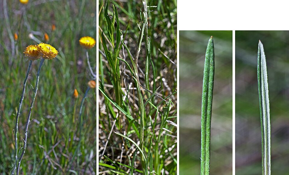 Coronidium scorpioides (button everlasting) (alternate view 2)