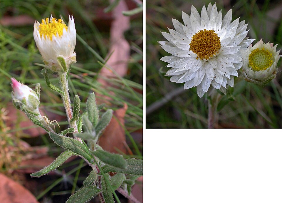 Helichrysum leucopsideum (Satin Everlasting) (alternate view 2)