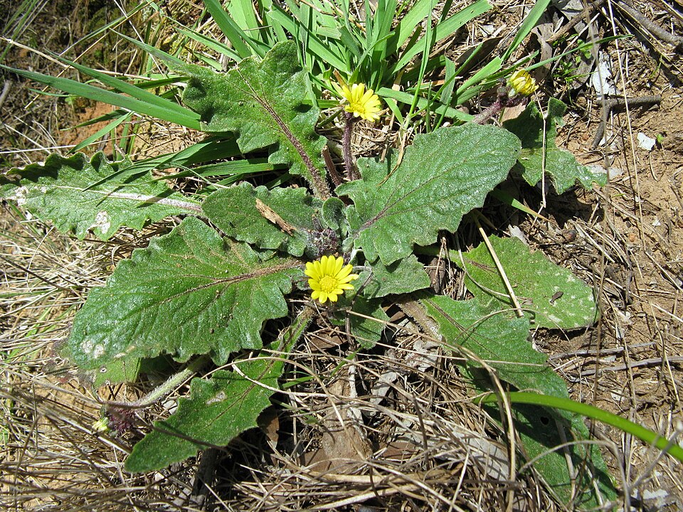 Cymbonotus preissianus (Austral bear’s-ears) (alternate view 6)
