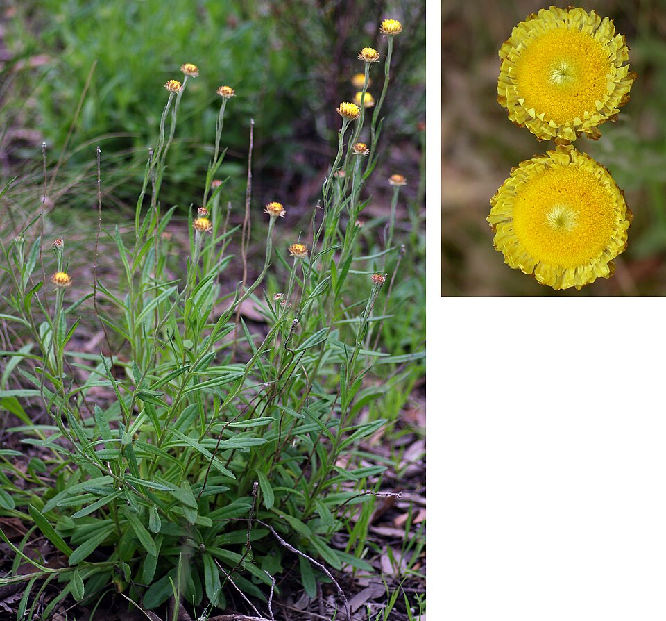 Coronidium scorpioides (button everlasting) (alternate view 3)