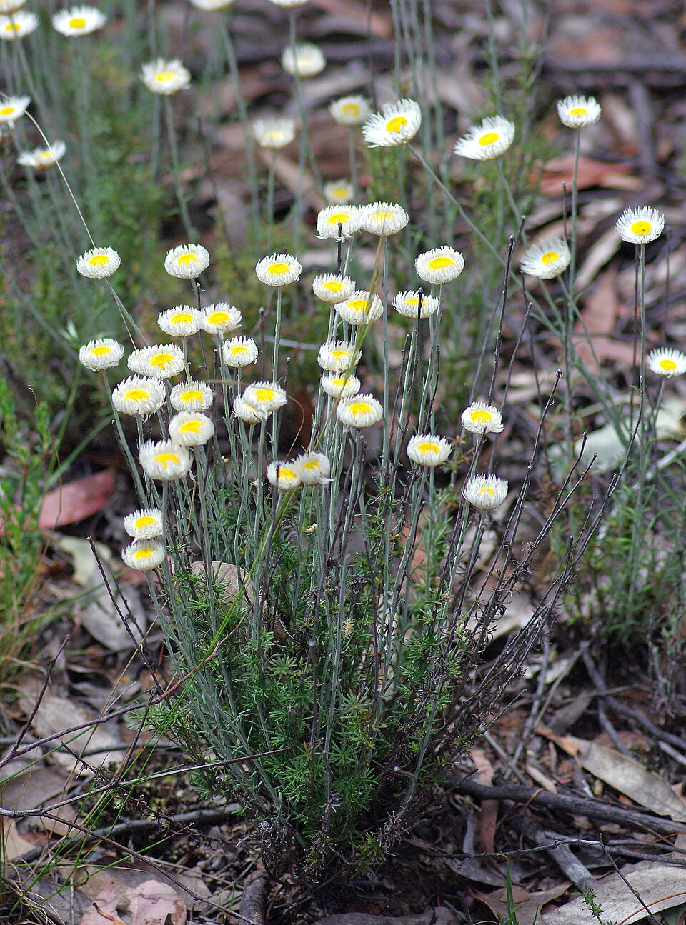 Chrysocephalum baxteri (Fringed Everlasting) (alternate view 6)