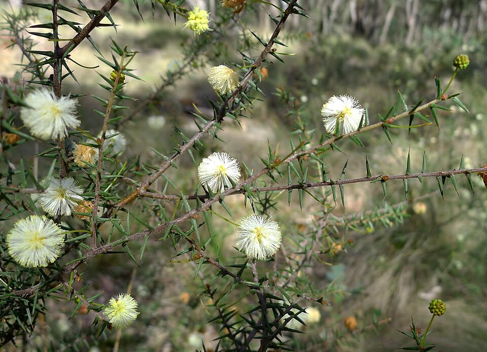 Acacia ulicifolia (juniper wattle) (alternate view 5)