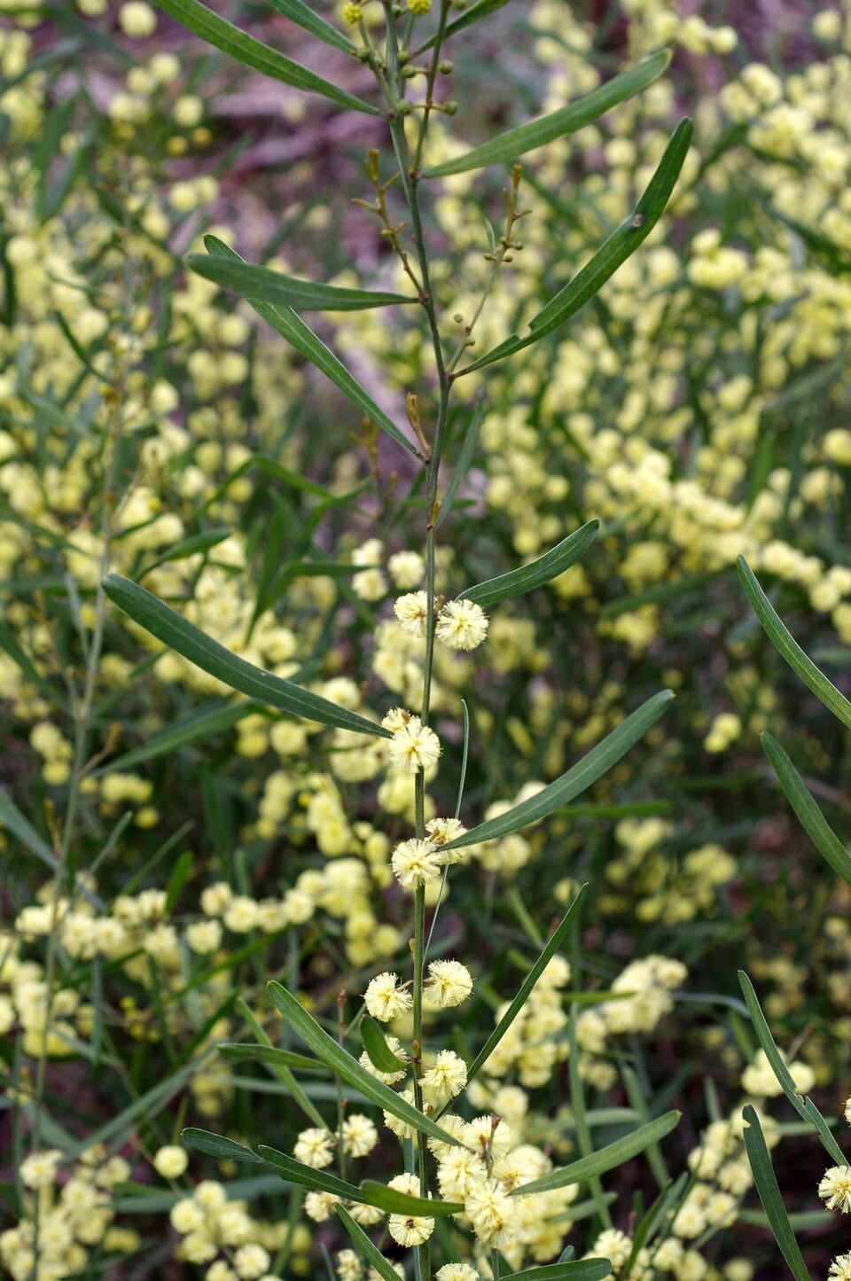 Acacia stricta (Hop wattle) (alternate view 3)