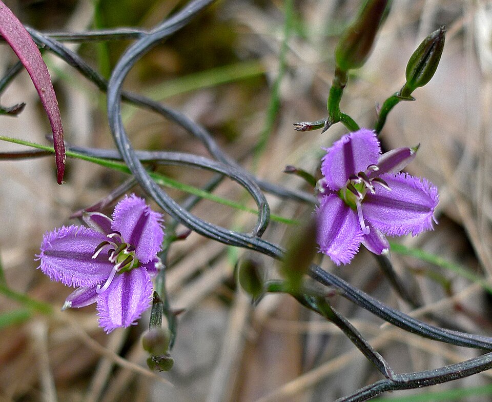 Thysanotus patersonii (Twining Fringe-lily) (alternate view 4)