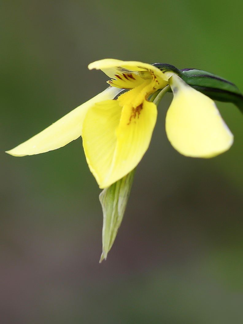 Diuris chryseopsis (Common Golden Moths) (alternate view 7)