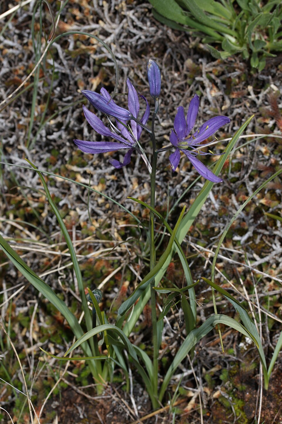Camassia quamash (common camas) (alternate view 9)