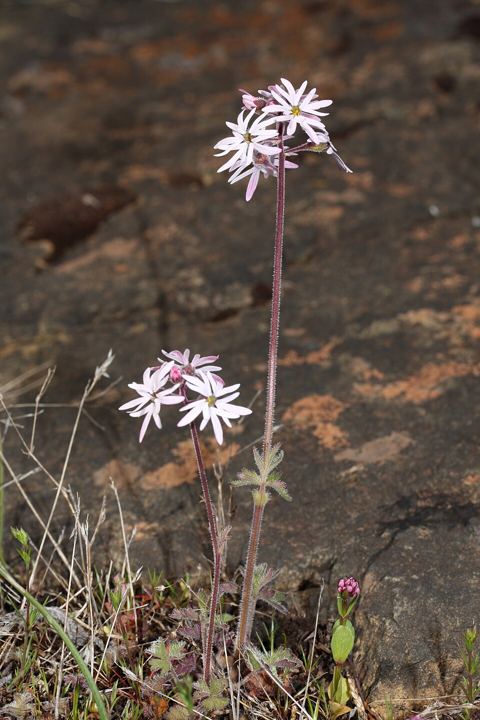 Lithophragma parviflorum (smallflower woodland star) (alternate view 9)