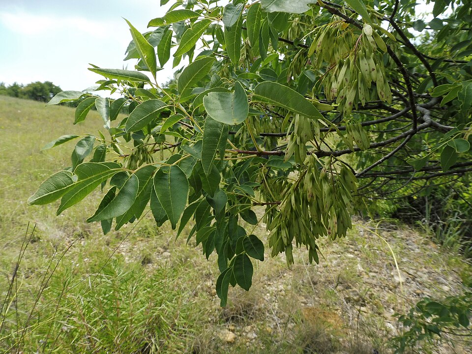 Fraxinus albicans (Texas ash) (alternate view 6)