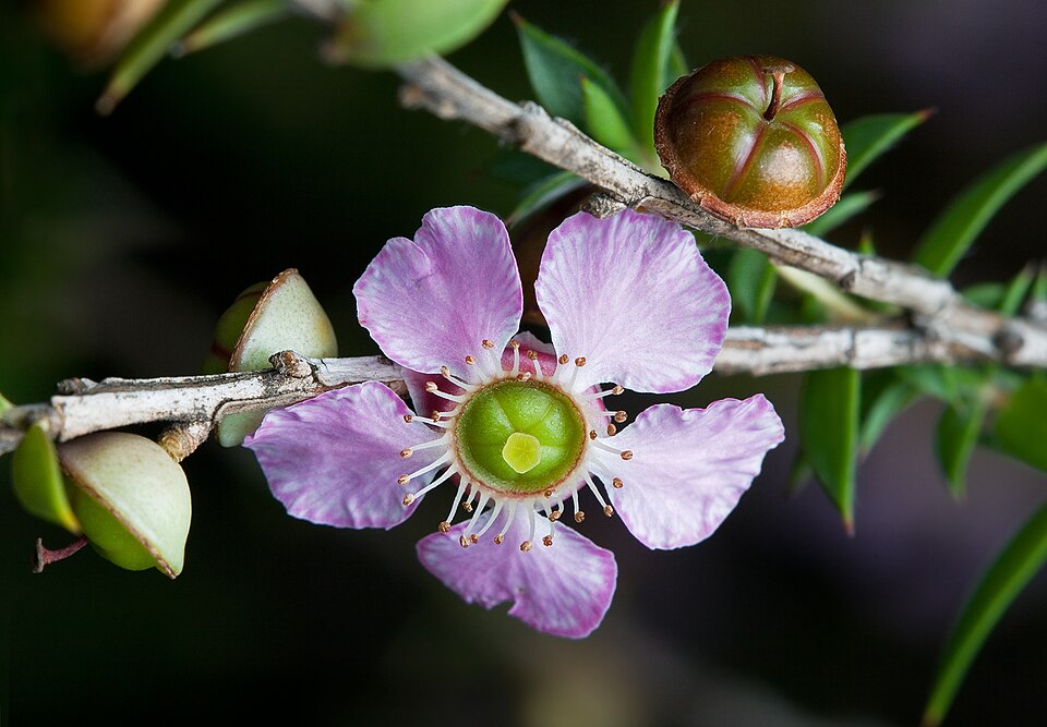Leptospermum squarrosum (Peach-flowered Tea Tree) (alternate view 6)