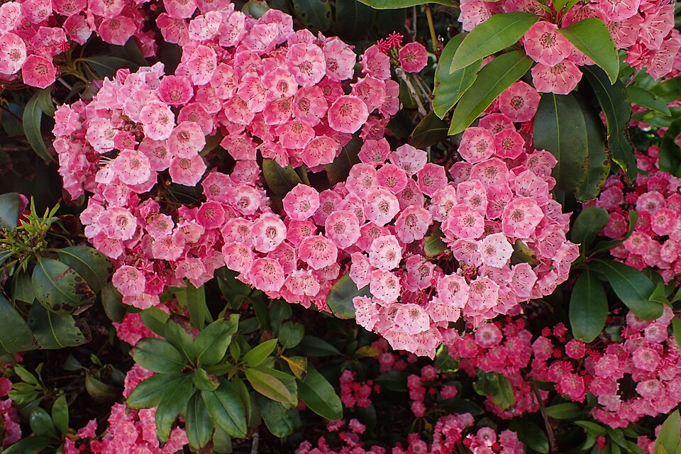 Kalmia latifolia 'Sarah' (Sarah Mountain Laurel)