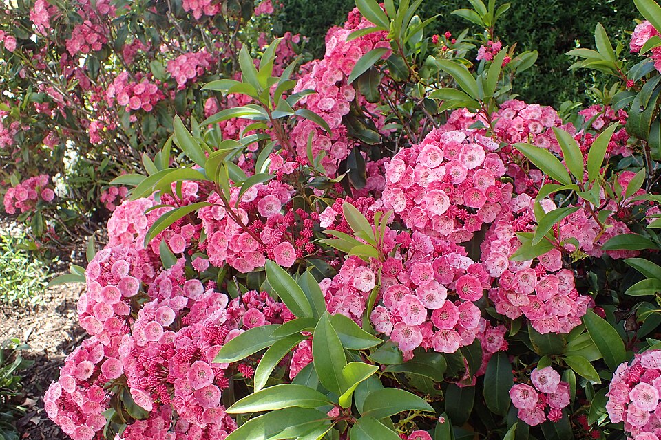 Kalmia latifolia 'Sarah' (Sarah Mountain Laurel) (alternate view 2)