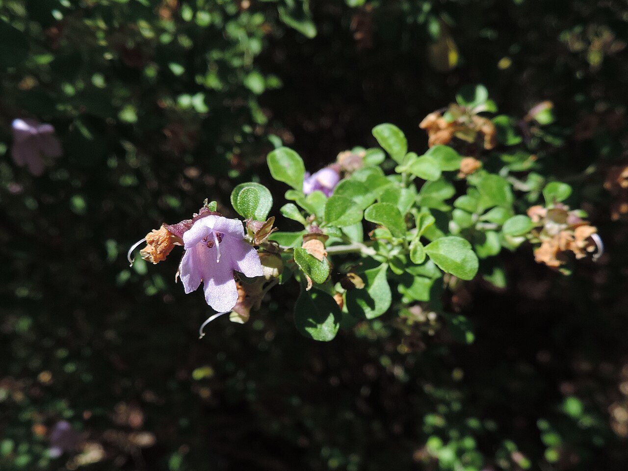 Prostanthera rotundifolia, Round-leaf mint bush — upright evergreen (Lamiaceae) (image 5 of 10)