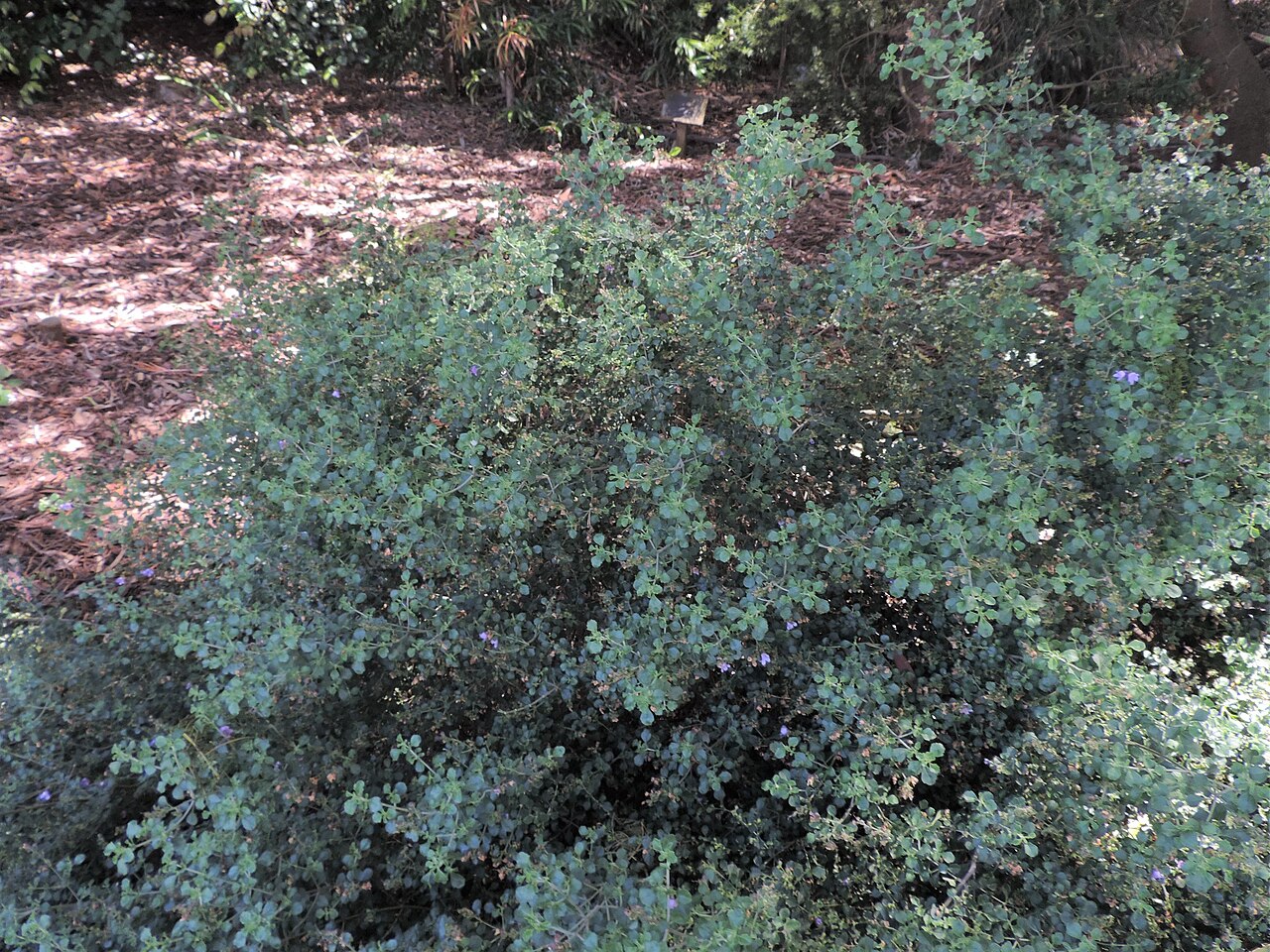 Prostanthera rotundifolia, Round-leaf mint bush — upright evergreen (Lamiaceae) (image 6 of 10)