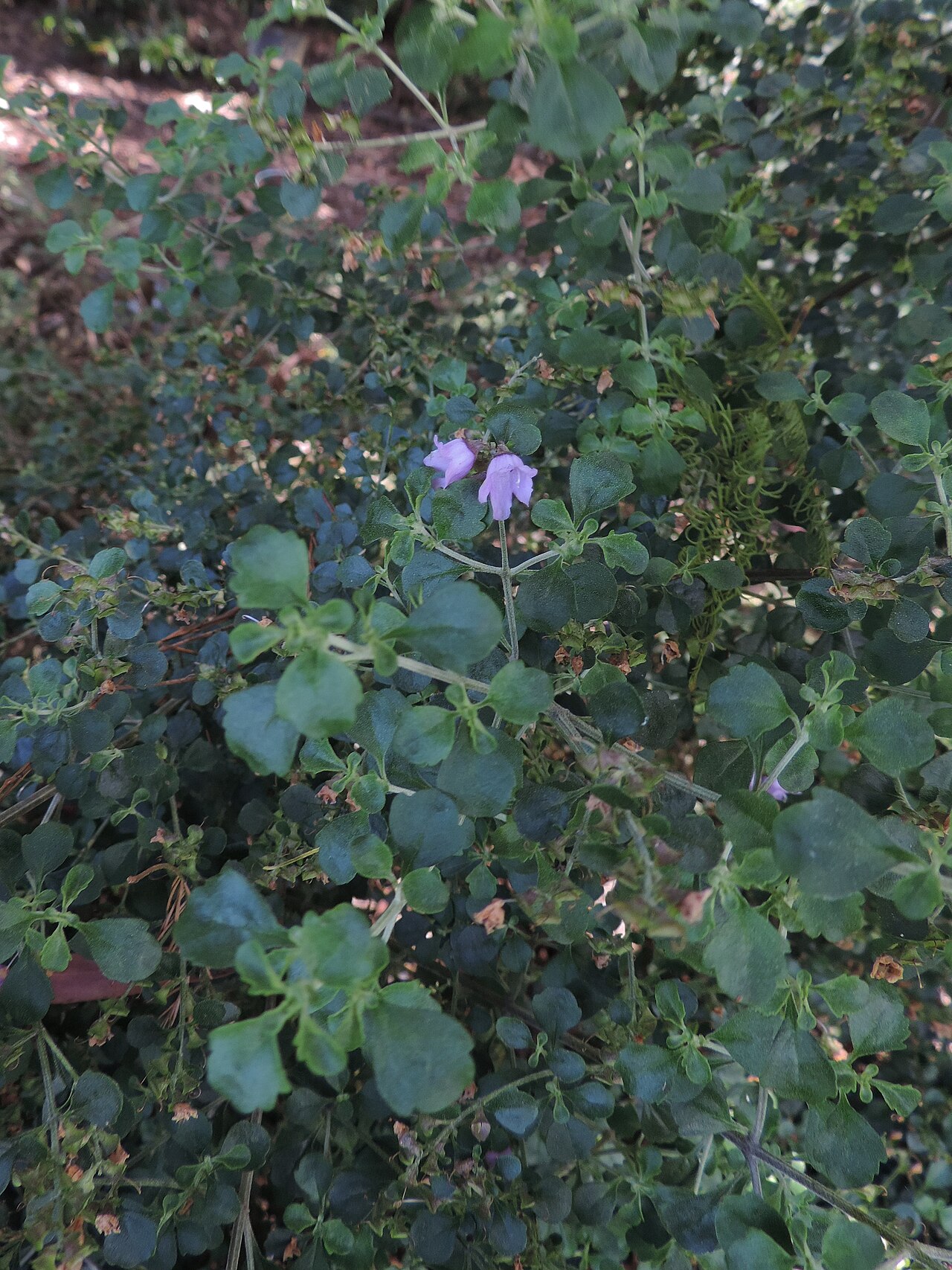 Prostanthera rotundifolia, Round-leaf mint bush — upright evergreen (Lamiaceae) (image 7 of 10)