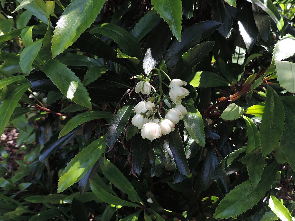 Anopterus glandulosus (Tasmanian laurel) (alternate view 8)