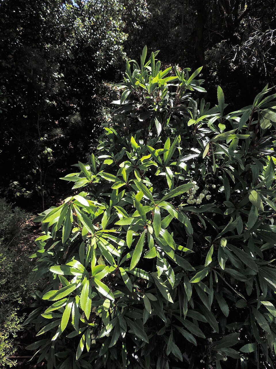 Anopterus glandulosus (Tasmanian laurel) (alternate view 9)