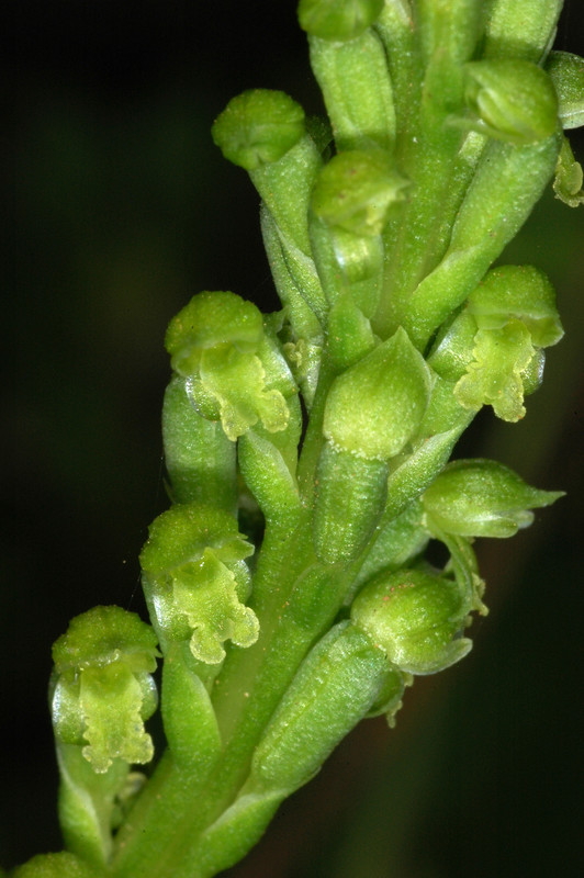 Microtis arenaria (Pale Onion-orchid) (alternate view 6)