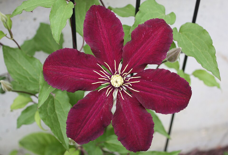 Clematis × 'Niobe' (Niobe Clematis)