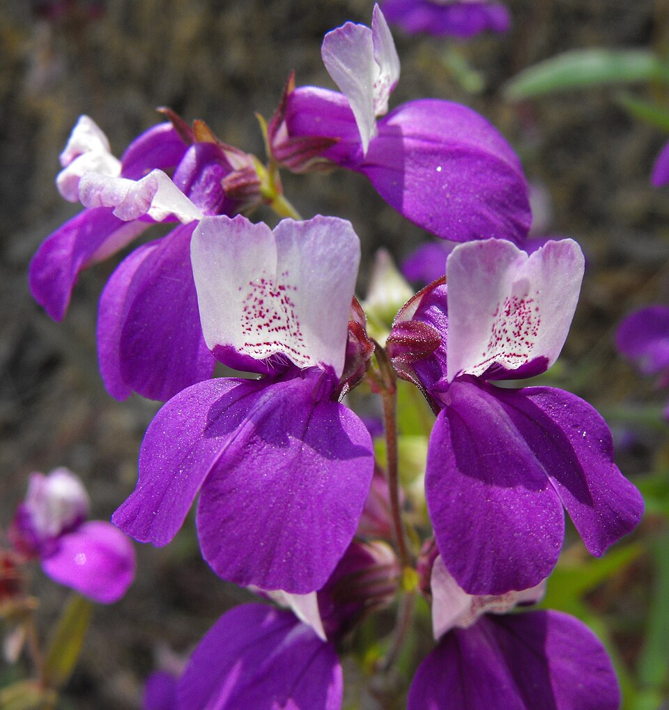 Collinsia heterophylla (Purple Chinese Houses) (alternate view 7)