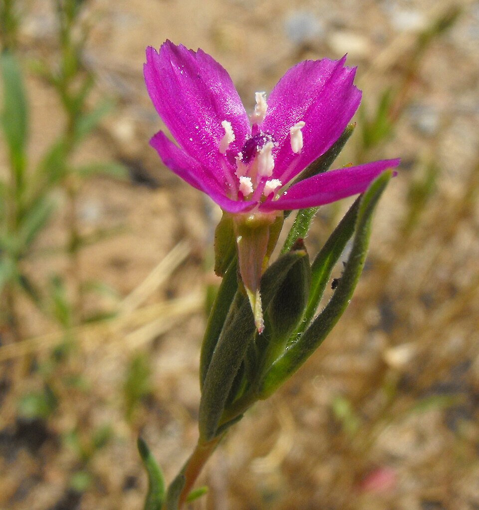 Clarkia purpurea (Winecup Clarkia) (alternate view 8)