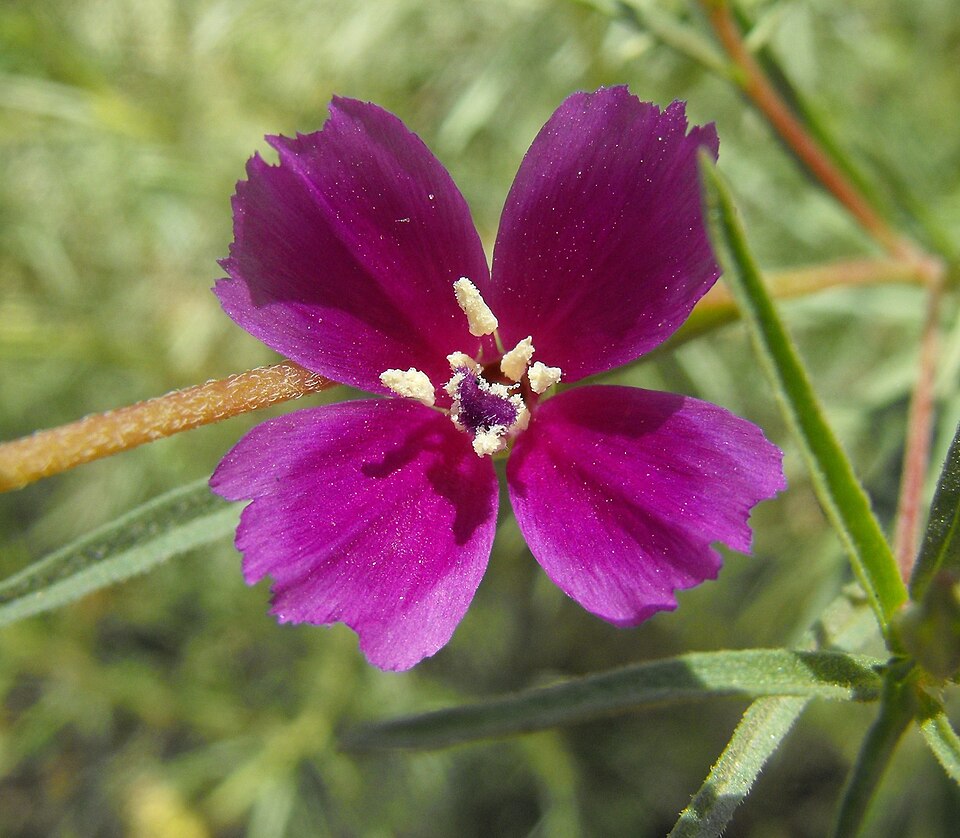 Clarkia purpurea (Winecup Clarkia) (alternate view 9)