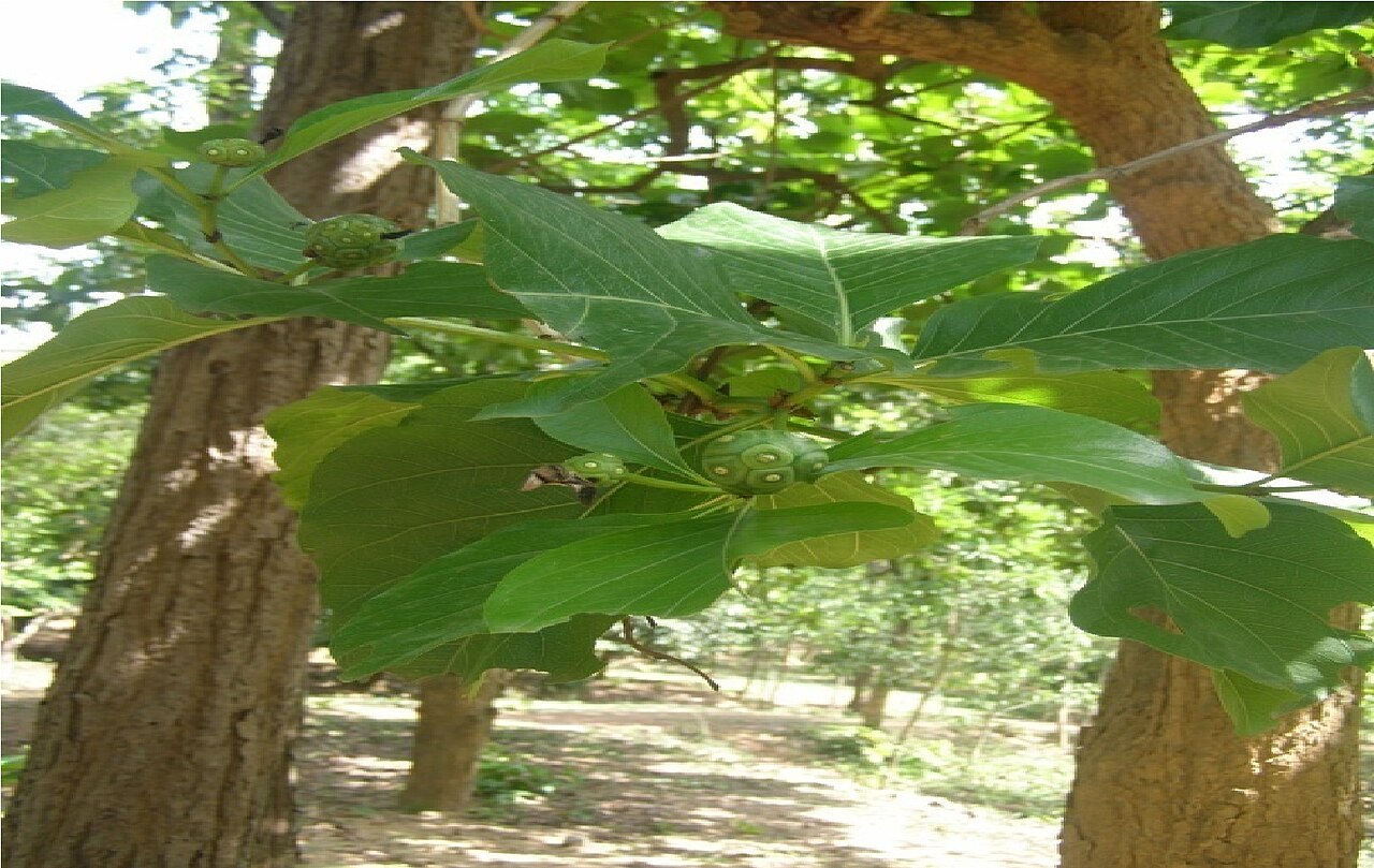 Morinda citrifolia, Noni — upright evergreen (Rubiaceae) (image 6 of 10)