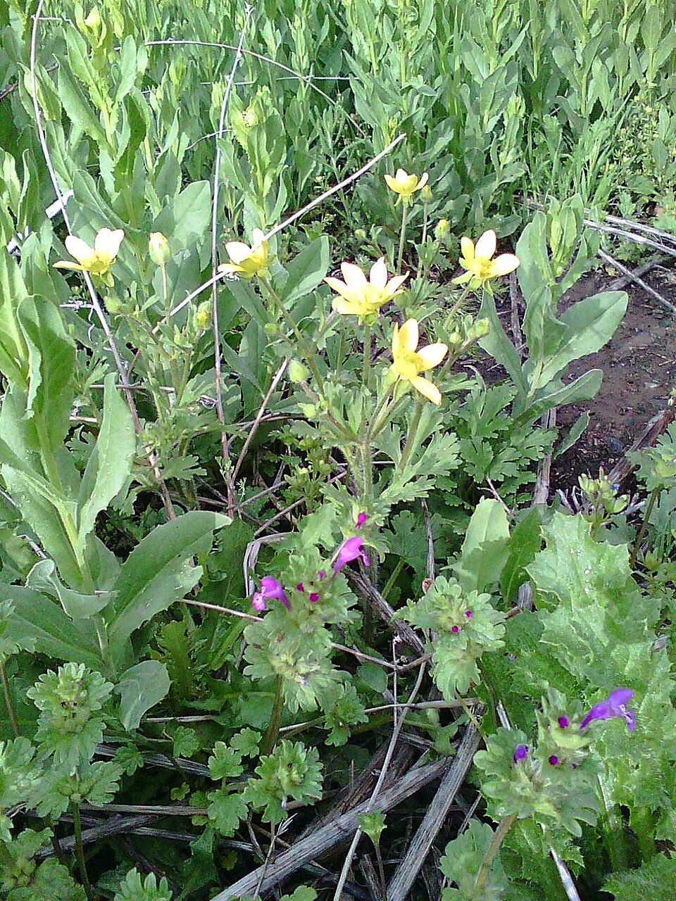 Ranunculus occidentalis (Western Buttercup) (alternate view 10)