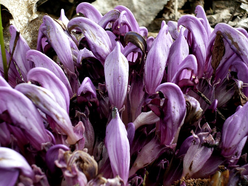 Lathraea clandestina (Purple Toothwort)