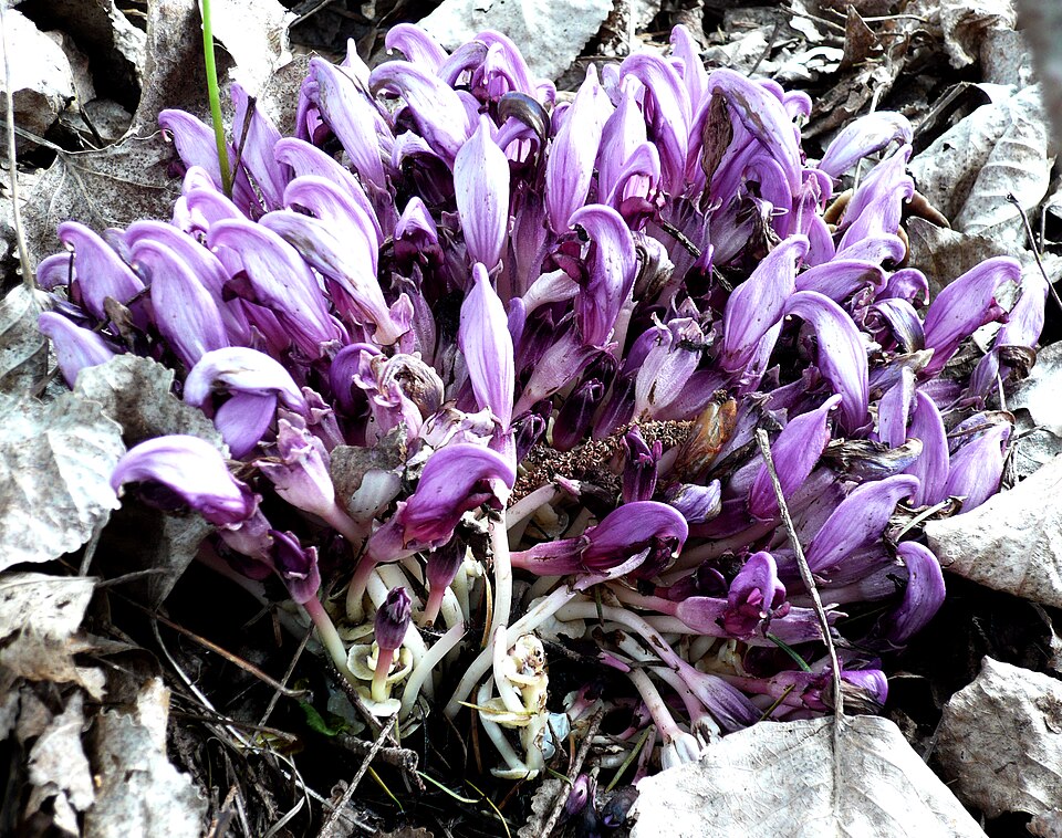 Lathraea clandestina (Purple Toothwort)