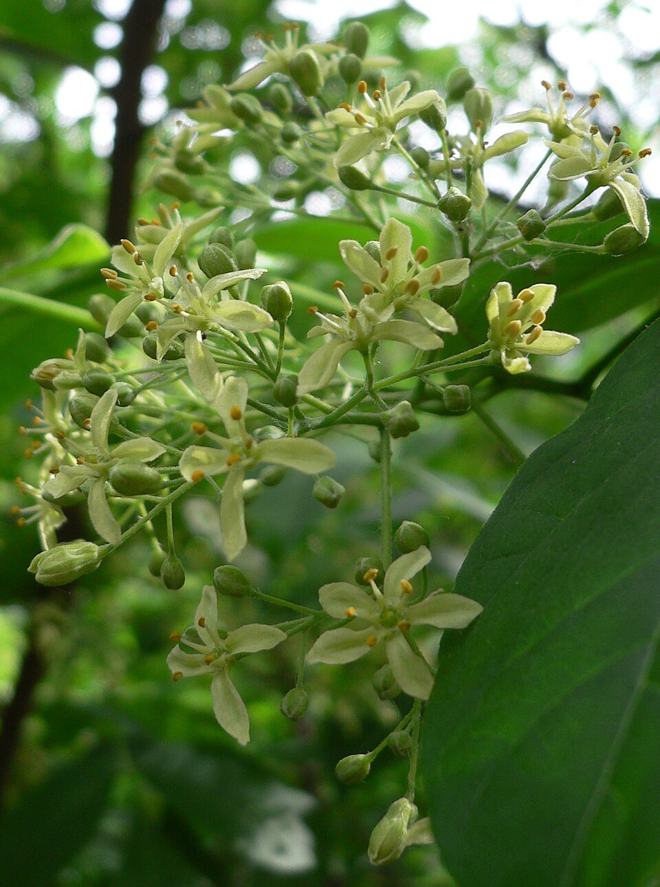Ptelea trifoliata (common hoptree) (alternate view 8)
