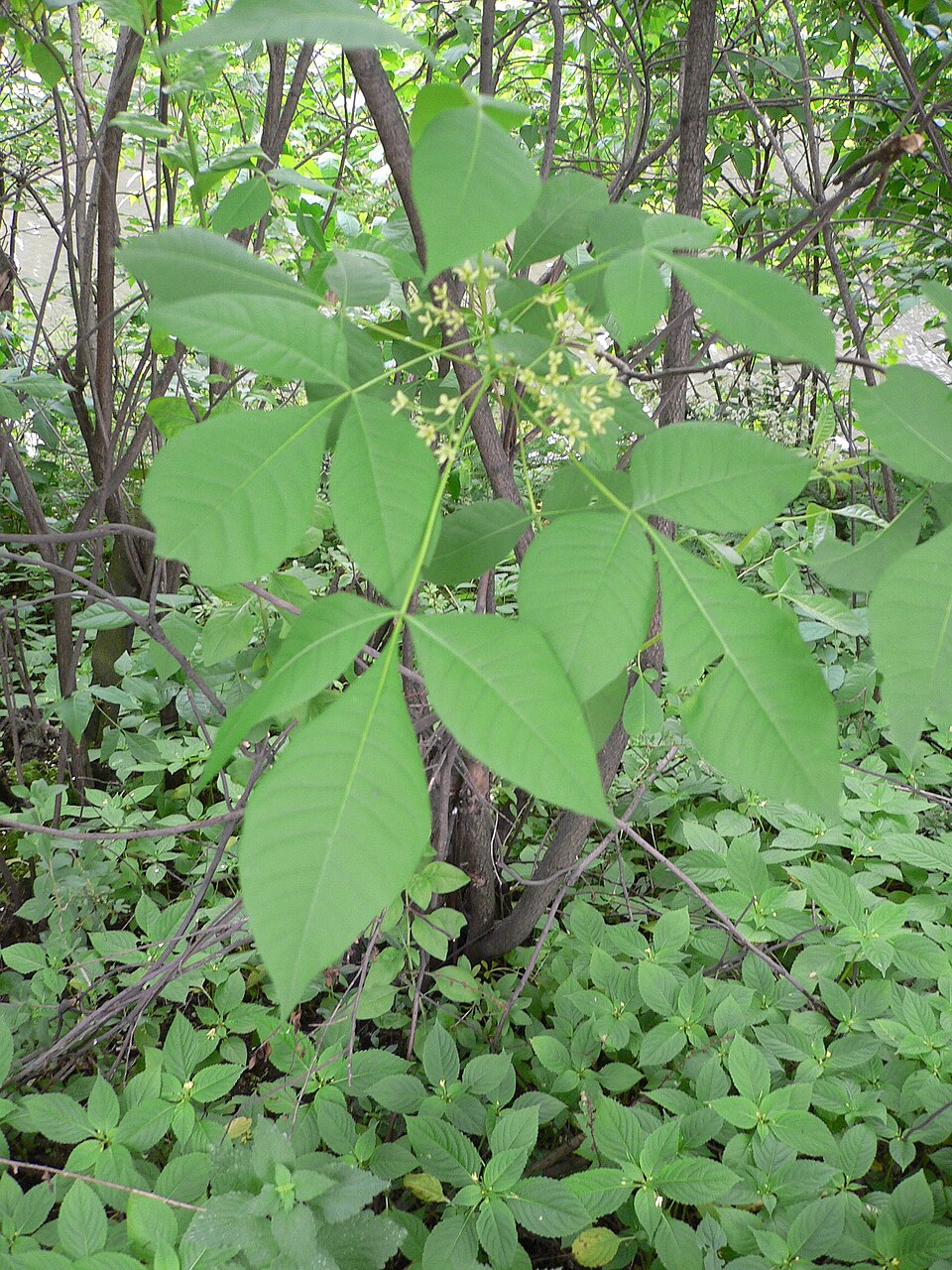Ptelea trifoliata (common hoptree) (alternate view 9)