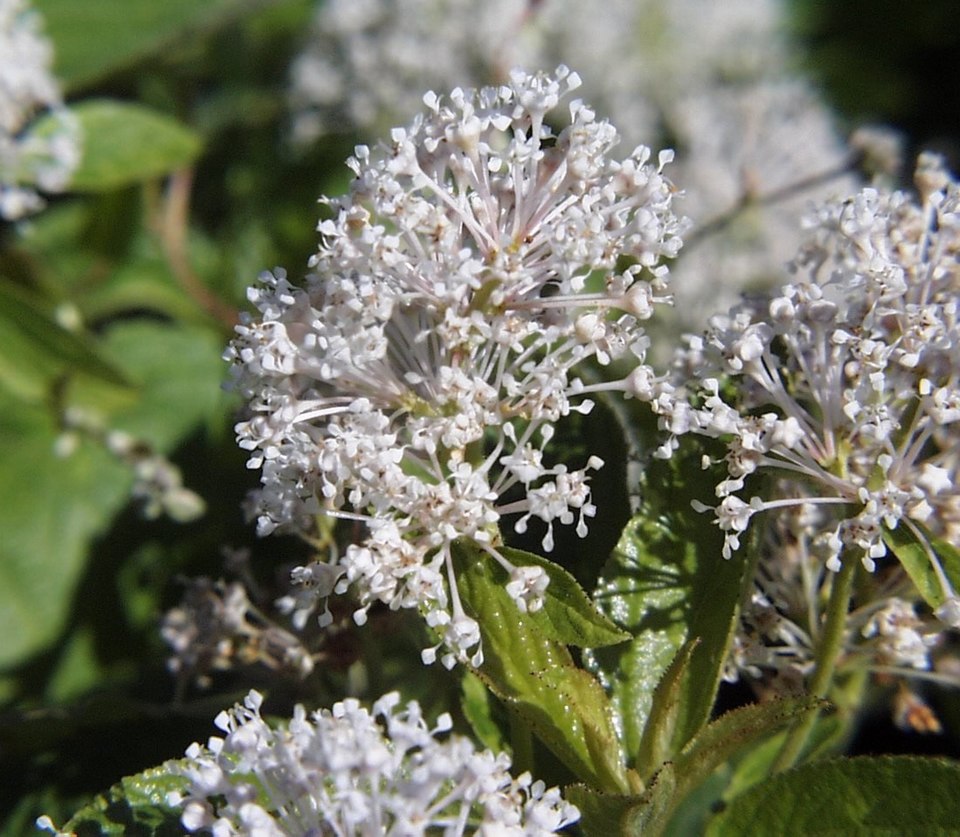 Ceanothus americanus (New Jersey tea) (alternate view 6)