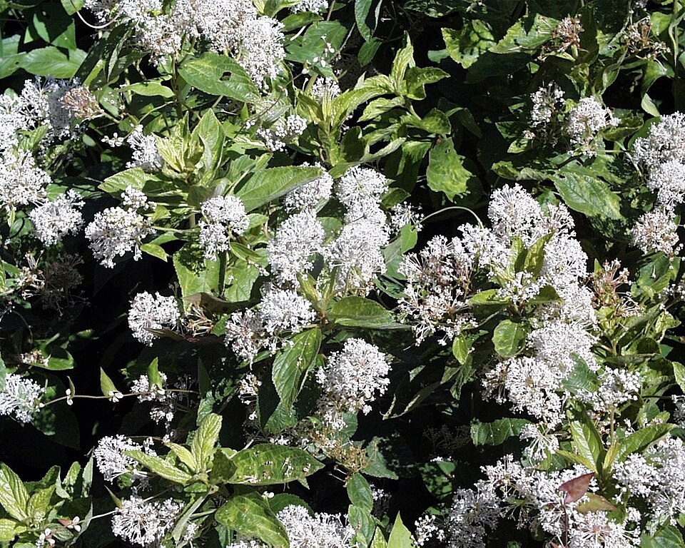 Ceanothus americanus (New Jersey tea) (alternate view 7)