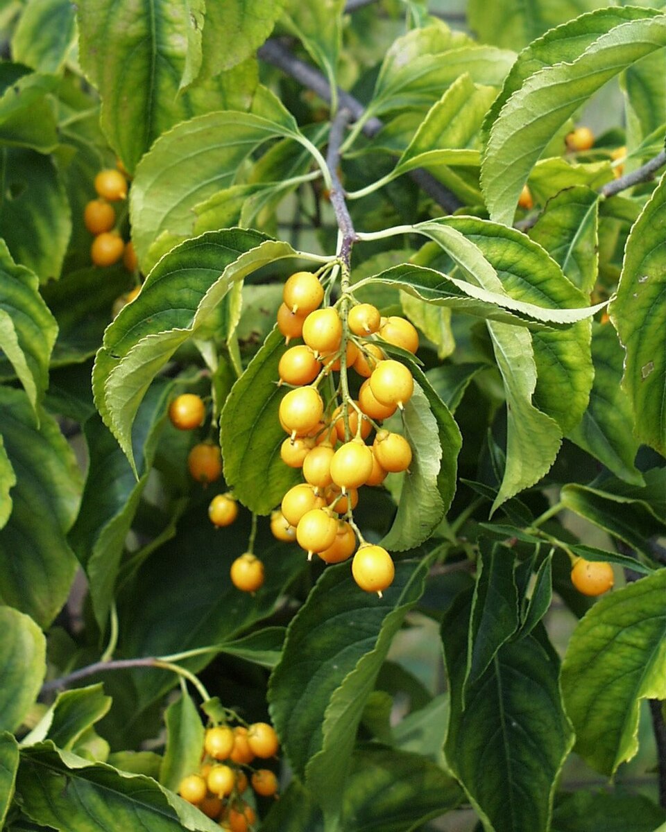 Celastrus scandens (American bittersweet) (alternate view 2)