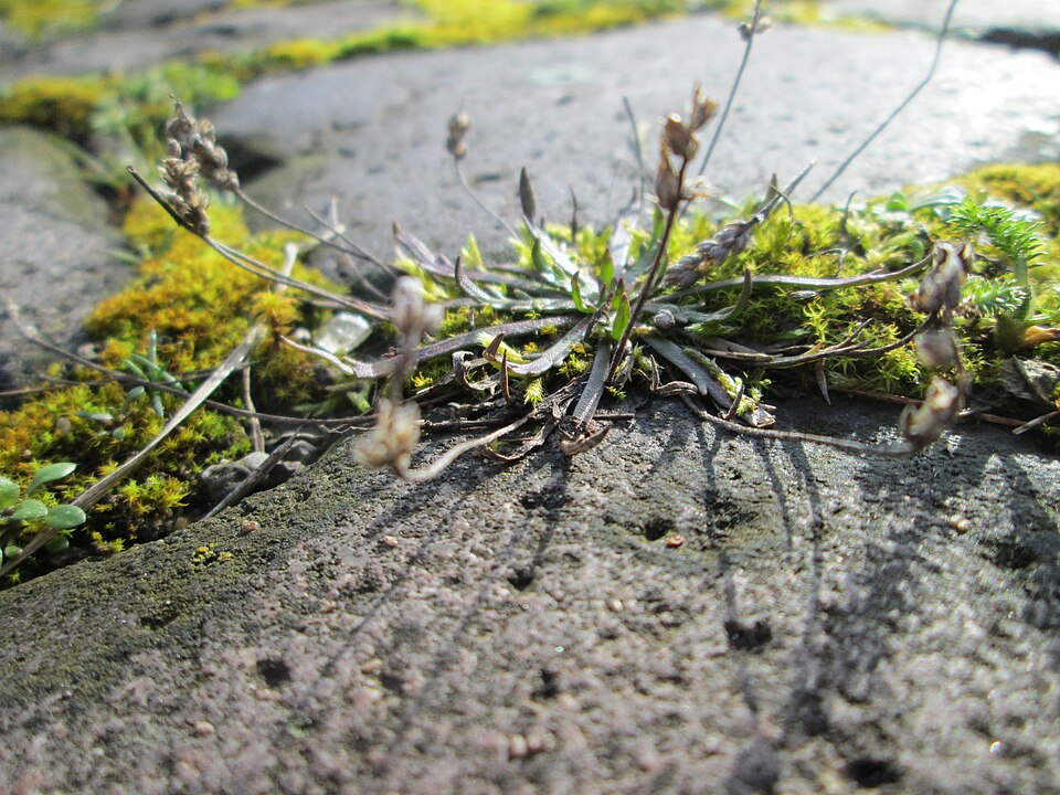 Plantago coronopus (Buck's-horn Plantain)