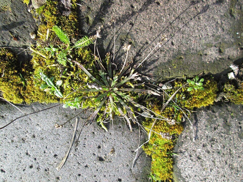 Plantago coronopus (Buck's-horn Plantain)