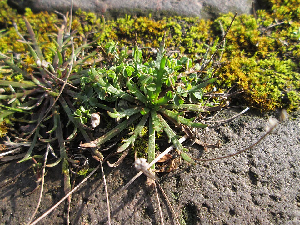 Plantago coronopus (Buck's-horn Plantain)