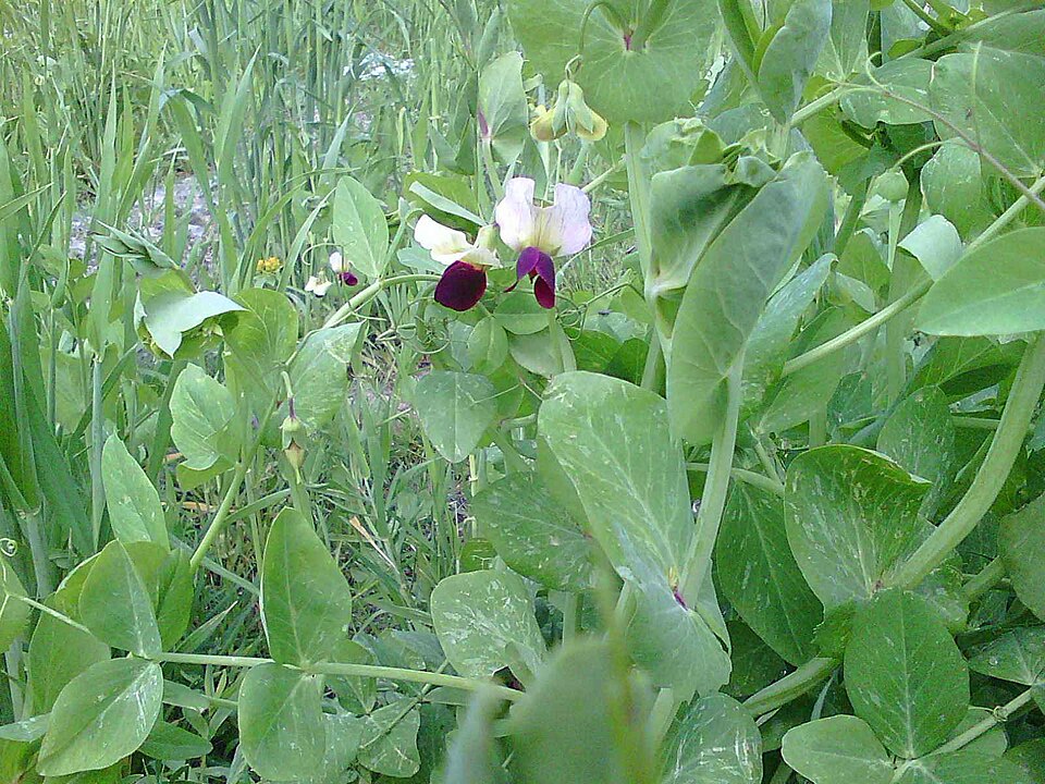 Lathyrus (sweet peas and vetchlings) (alternate view 6)