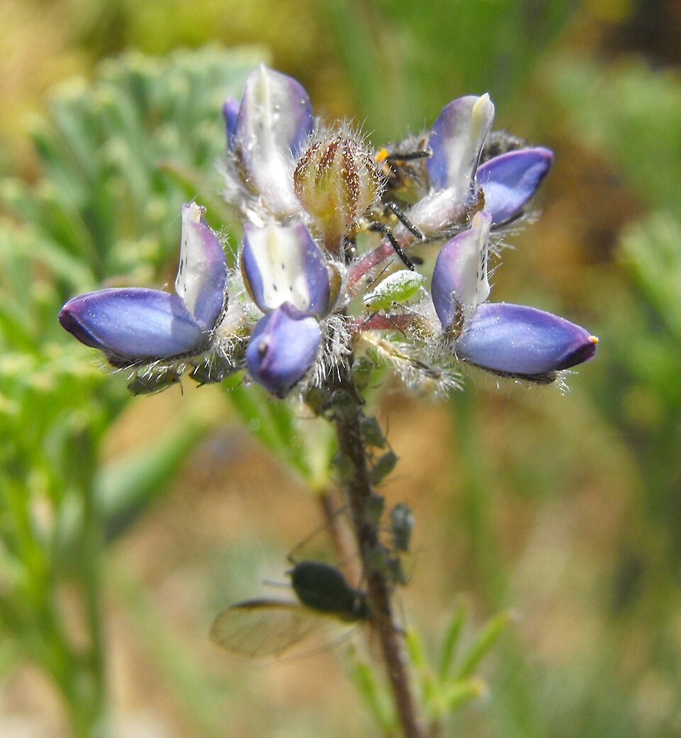 Lupinus bicolor (Miniature Lupine)