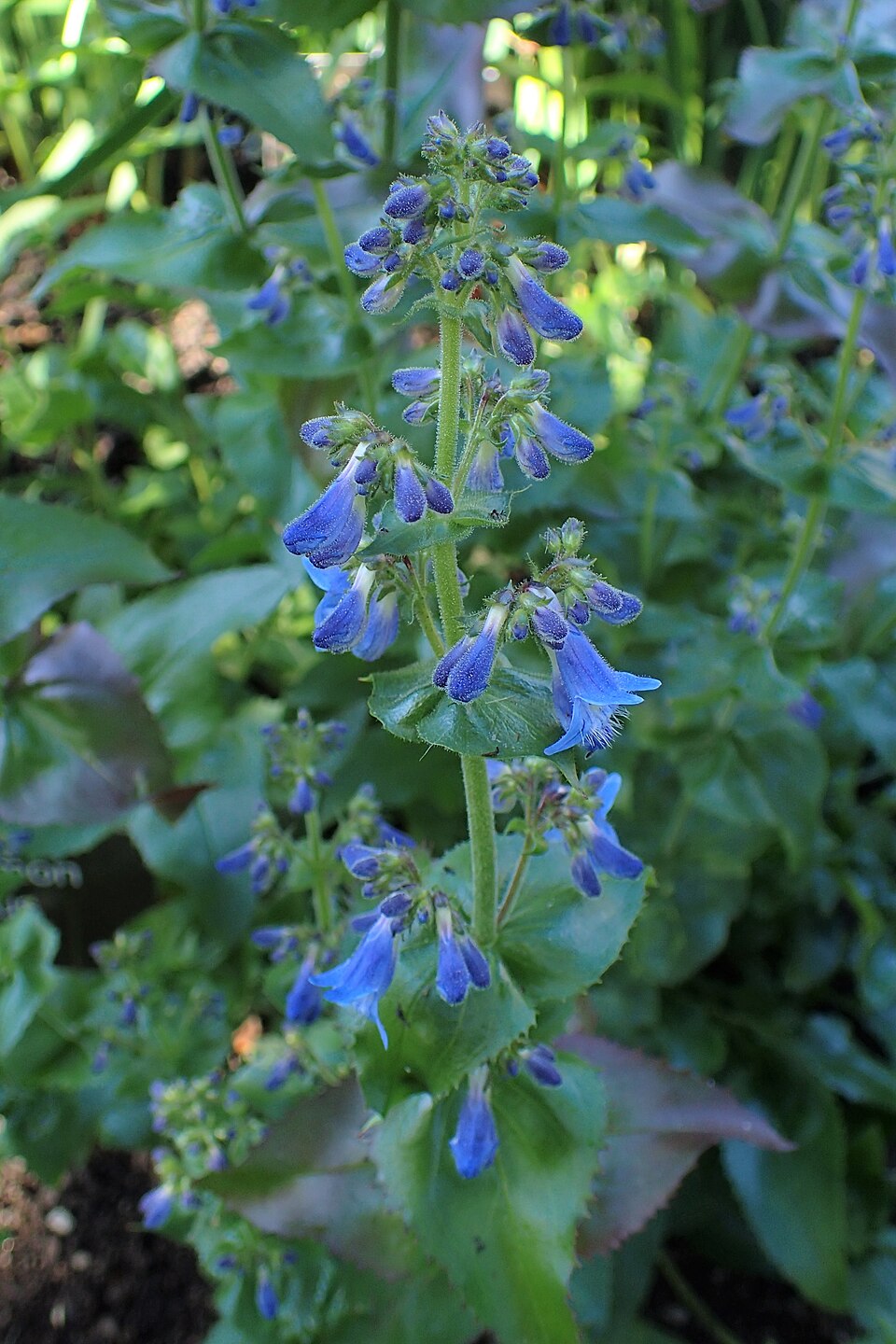 Penstemon ovatus (Broad-leafed Penstemon) (alternate view 9)